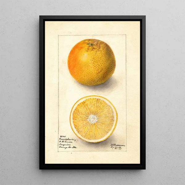 Citrus sinensis Conners Seedling - Deborah Griscom Passmore — oprawiony obraz na ścianie