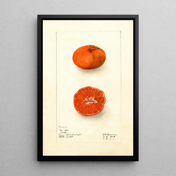 Citrus sinensis Early UnShu - Deborah Griscom Passmore — oprawiony obraz na ścianie
