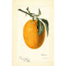 Citrus sinensis Joppa - Deborah Griscom Passmore — widok dzieła