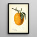 Citrus sinensis Joppa - Deborah Griscom Passmore — oprawiony obraz na ścianie