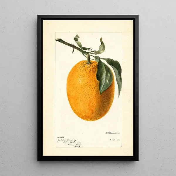 Citrus sinensis Joppa - Deborah Griscom Passmore — oprawiony obraz na ścianie
