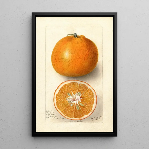 Reprodukcja obrazu Citrus sinensis Thornton No - Deborah Griscom Passmore