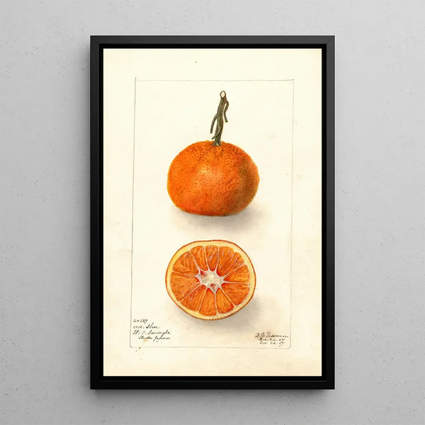 Reprodukcja obrazu Citrus sinensis UnShu - Deborah Griscom Passmore