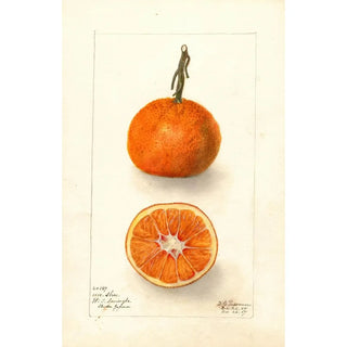 Deborah Griscom Passmore - Citrus sinensis UnShu.webp
