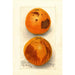 Citrus sinensis Washington Navel - Deborah Griscom Passmore — widok dzieła