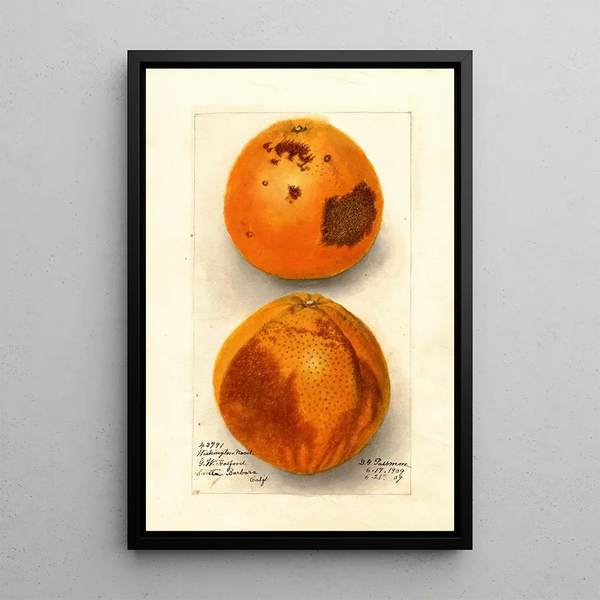 Citrus sinensis Washington Navel - Deborah Griscom Passmore — oprawiony obraz na ścianie