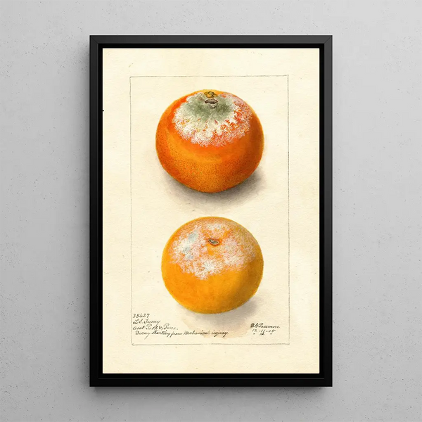 Citrus sinensis - Deborah Griscom Passmore — oprawiony obraz na ścianie