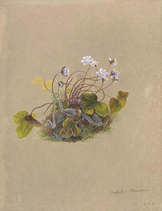 Deborah Griscom Passmore - Deborah Griscom Passmore watercolor album Pl07.webp