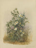 Album akwarela Deborah Griscom Passmore Pl53 - Deborah Griscom Passmore — widok dzieła