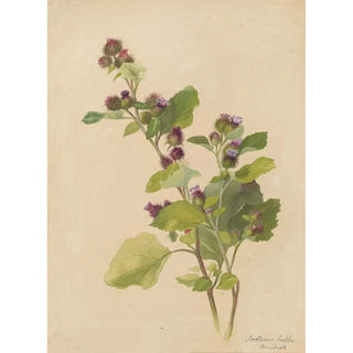 Deborah Griscom Passmore - Deborah Griscom Passmore watercolor album Pl55.webp