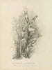 Album akwarela Deborah Griscom Passmore Pl63 - Deborah Griscom Passmore — widok dzieła