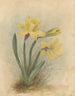 Album akwarela Deborah Griscom Passmore Pl64 - Deborah Griscom Passmore — widok dzieła