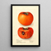 Reprodukcja obrazu Diospyros Godbeys Seedless - Deborah Griscom Passmore