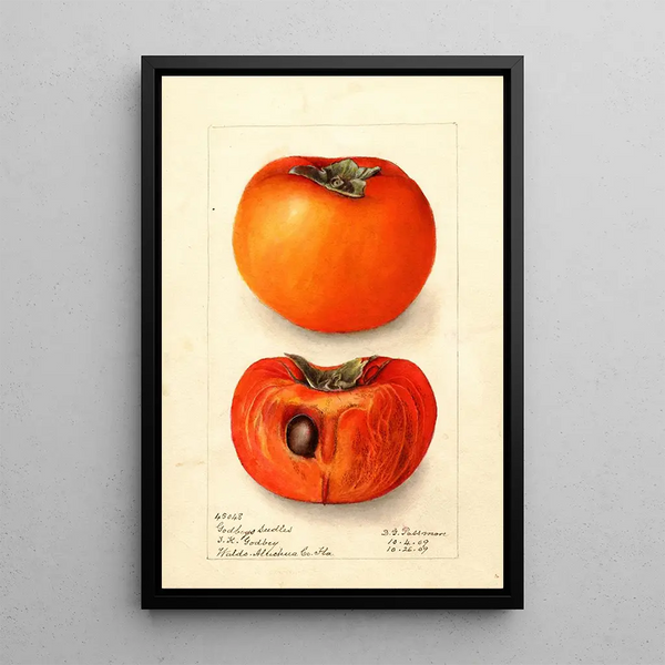 Reprodukcja obrazu Diospyros Godbeys Seedless - Deborah Griscom Passmore