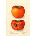 Reprodukcja obrazu Diospyros Godbeys Seedless - Deborah Griscom Passmore
