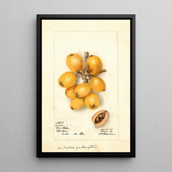 Reprodukcja obrazu Eriobotrya japonica Scala - Deborah Griscom Passmore