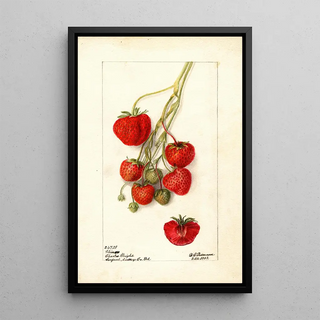 Deborah Griscom Passmore - Fragaria Climan.webp