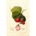 Fragaria Dayton - Deborah Griscom Passmore — widok dzieła