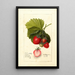 Fragaria Dayton - Deborah Griscom Passmore — oprawiony obraz na ścianie