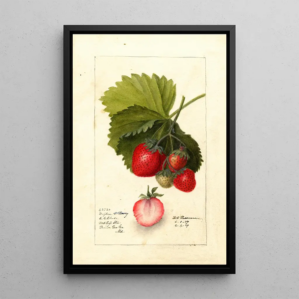 Fragaria Dayton - Deborah Griscom Passmore — oprawiony obraz na ścianie