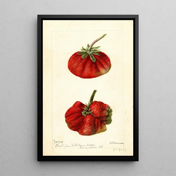 Reprodukcja obrazu Fragaria Dew - Deborah Griscom Passmore