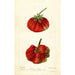 Reprodukcja obrazu Fragaria Dew - Deborah Griscom Passmore