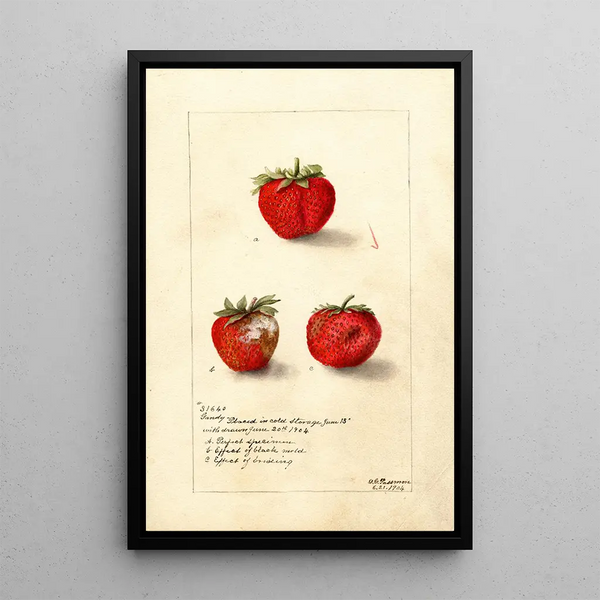 Reprodukcja obrazu Fragaria Gandy - Deborah Griscom Passmore