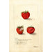 Reprodukcja obrazu Fragaria Gandy - Deborah Griscom Passmore