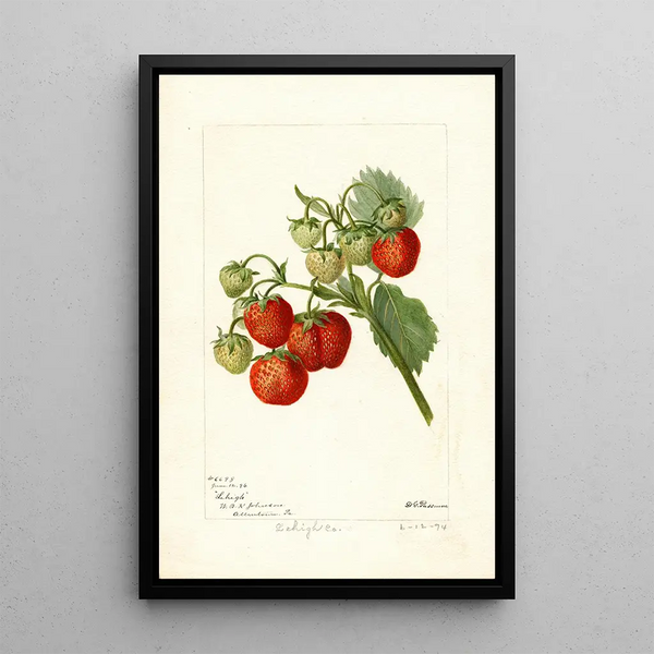 Fragaria Lehigh - Deborah Griscom Passmore — oprawiony obraz na ścianie