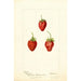 Fragaria Maida - Deborah Griscom Passmore — widok dzieła