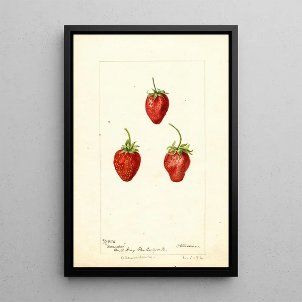 Fragaria Maida - Deborah Griscom Passmore — oprawiony obraz na ścianie