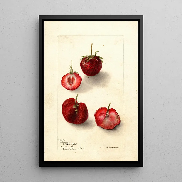 Reprodukcja obrazu Fragaria Maynor - Deborah Griscom Passmore