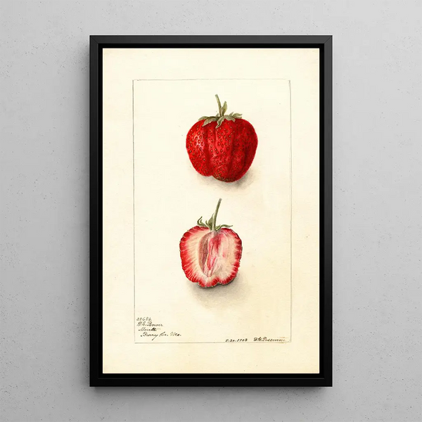 Fragaria Monett - Deborah Griscom Passmore — oprawiony obraz na ścianie