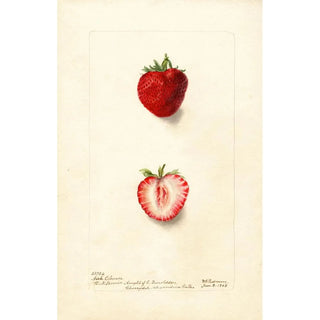 Deborah Griscom Passmore - Fragaria Nick Ohmer.webp