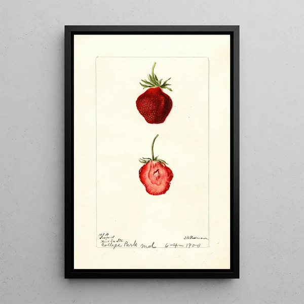 Reprodukcja obrazu Fragaria Seaford - Deborah Griscom Passmore