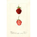 Reprodukcja obrazu Fragaria Seaford - Deborah Griscom Passmore