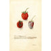Fragaria Tennessee - Deborah Griscom Passmore — widok dzieła