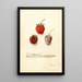 Fragaria Tennessee - Deborah Griscom Passmore — oprawiony obraz na ścianie