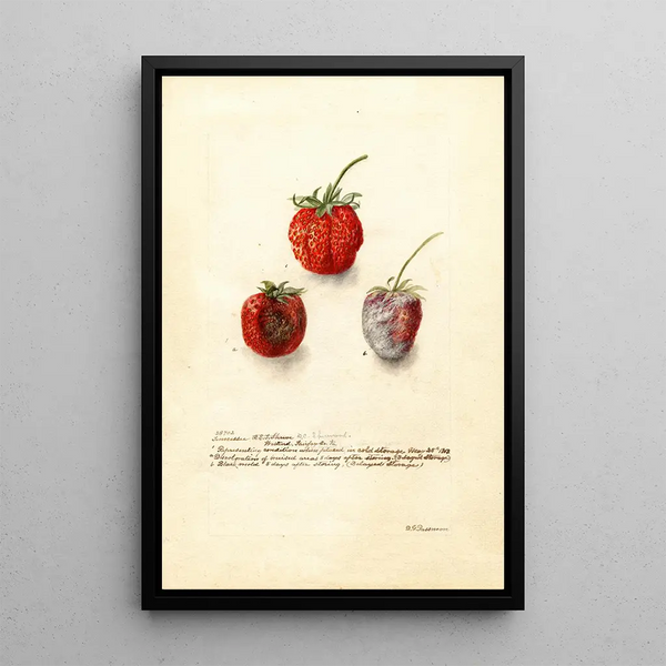 Fragaria Tennessee - Deborah Griscom Passmore — oprawiony obraz na ścianie