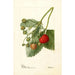 Fragaria Thompson - Deborah Griscom Passmore — widok dzieła