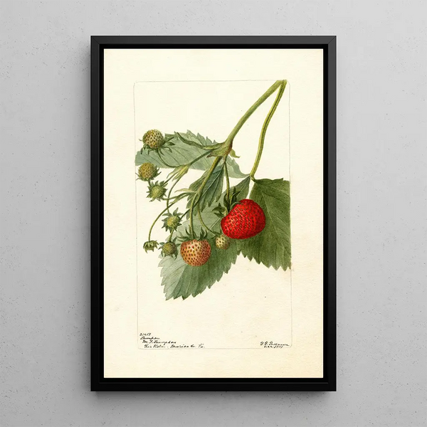 Fragaria Thompson - Deborah Griscom Passmore — oprawiony obraz na ścianie
