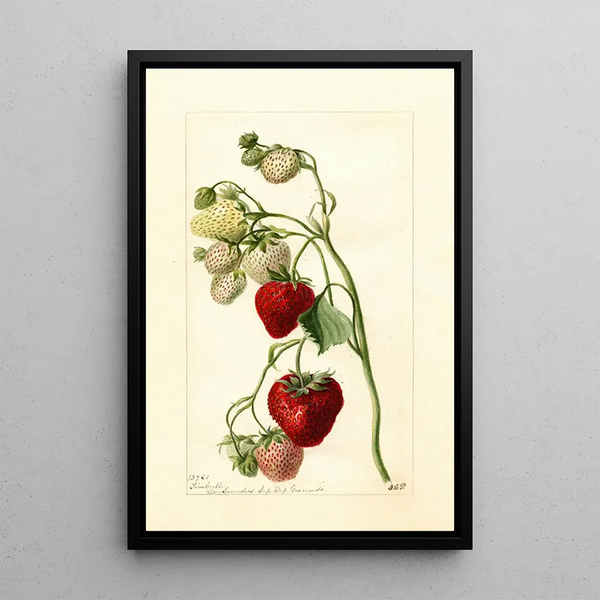 Reprodukcja obrazu Fragaria Timbrell - Deborah Griscom Passmore