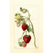 Reprodukcja obrazu Fragaria Timbrell - Deborah Griscom Passmore