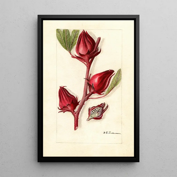 Hibiscus sabdariffa Victor - Deborah Griscom Passmore — oprawiony obraz na ścianie
