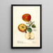 Malus domestica - Deborah Griscom Passmore — oprawiony obraz na ścianie