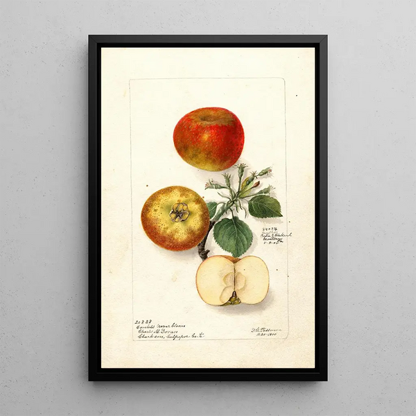 Malus domestica - Deborah Griscom Passmore — oprawiony obraz na ścianie