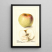 Reprodukcja obrazu Malus domestica All Purpose - Deborah Griscom Passmore
