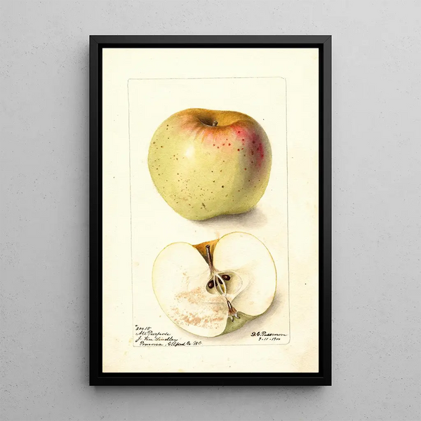Reprodukcja obrazu Malus domestica All Purpose - Deborah Griscom Passmore