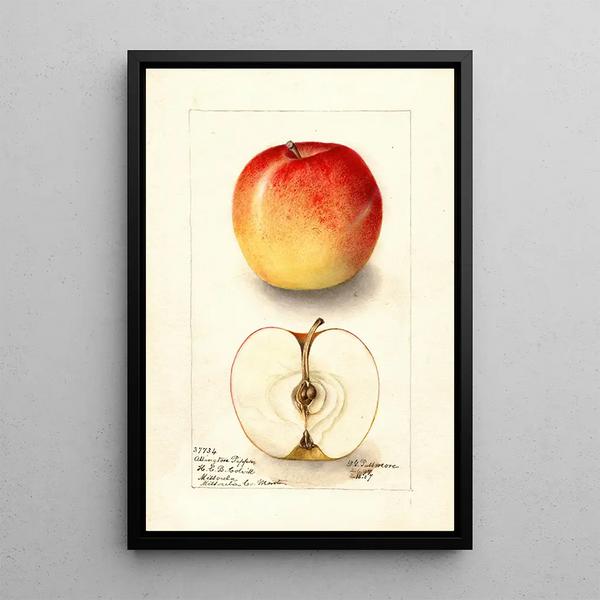 Reprodukcja obrazu Malus domestica Allington Pippin - Deborah Griscom Passmore