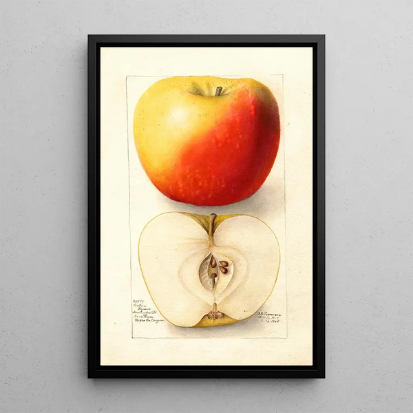 Reprodukcja obrazu Malus domestica Banana - Deborah Griscom Passmore